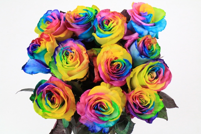 <h4>Rosa Ec Painted Magic Rainbow</h4>