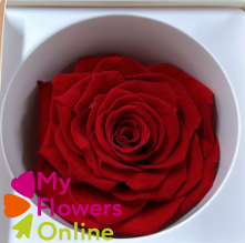 <h4>Rose Eternelles Magna Rouge Gros Bouton 9-10cm</h4>