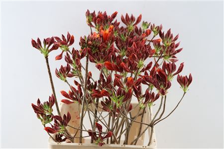 <h4>Rhododendron orange-red</h4>