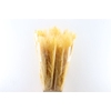 Dried Cortaderia Dadang Soft Yellow 100cm P Stem