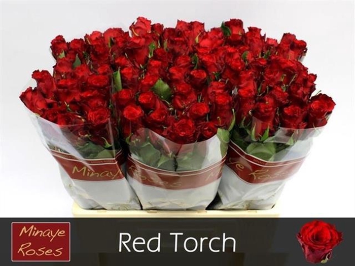 <h4>Rs gr Red Torch</h4>
