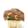 SEDUM SPECTABILE