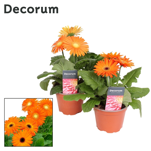 Gerbera 2+ bl. 12cm oranje in hoes (diverse kleurtinten) Decorum