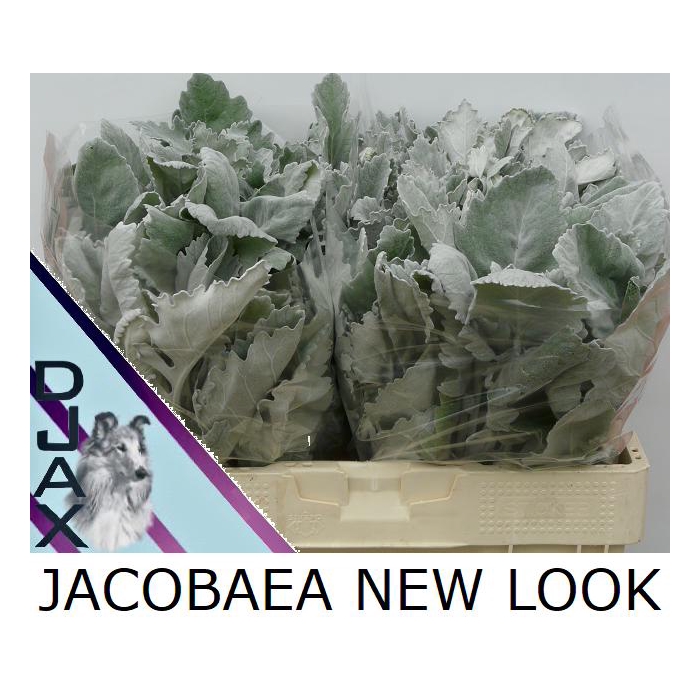 <h4>Jacobaea New Look</h4>