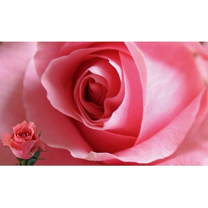 Rosa Ace Pink