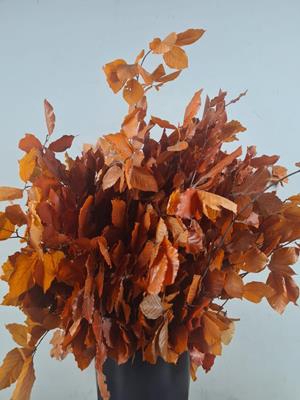 <h4>Pf beech leafs bs orange 150g</h4>