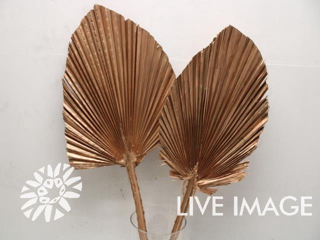 <h4>Dried palm kingspear copper</h4>