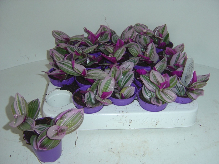 <h4>Tradescantia albiflora Nanouk</h4>