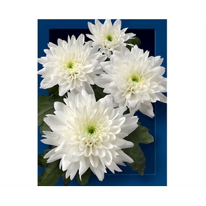 Chrysanthemum spray euro blanca PRIMERA