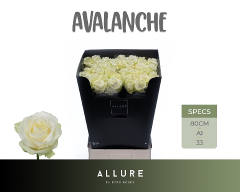 <h4>R GR AVALANCHE+ ALLURE</h4>