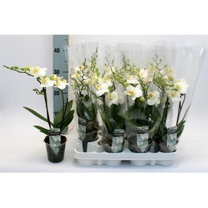 Phalaenopsis White 9Ø 33cm 2 pędy 14+ kwiatów