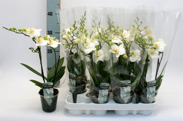 Phalaenopsis White 9Ø 33cm 2 pędy 14+ kwiatów
