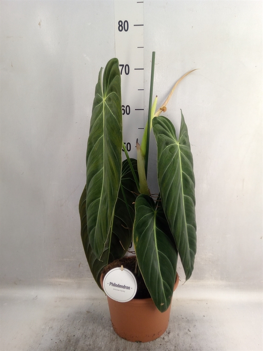 <h4>Philodendron melanochrysum</h4>