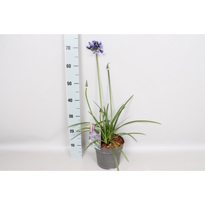 vaste planten 19 cm  Agapanthus pitchoune Blue