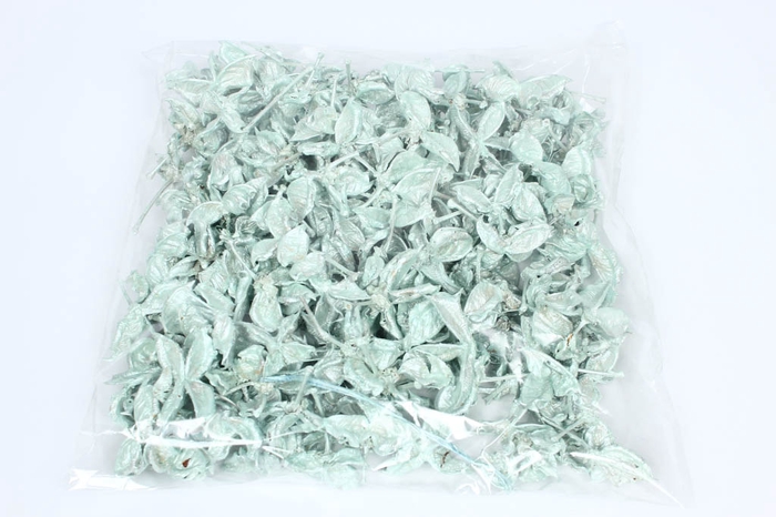 Cotton pods 250gr in poly mint pearl