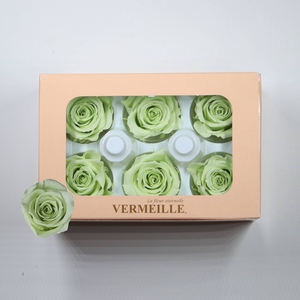 Rose Ines Lime Green