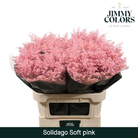 <h4>Solidago L70 Klbh. licht roze</h4>