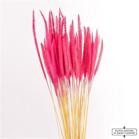 <h4>Dried Silk Worms Extra Pink Bunch</h4>