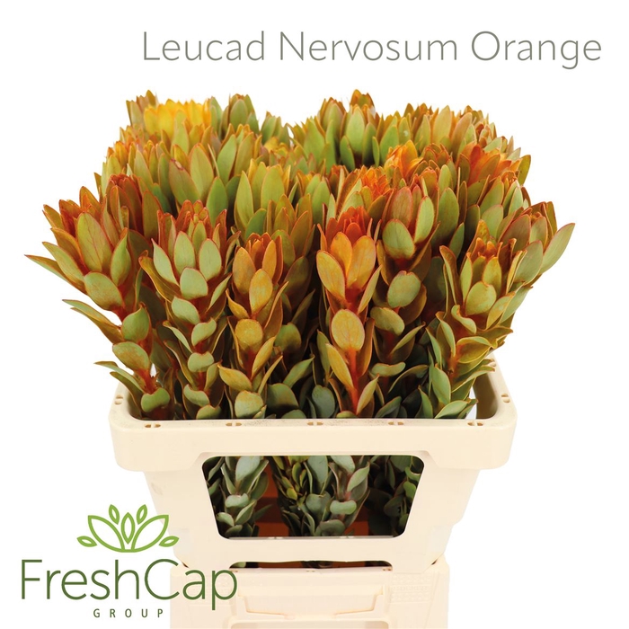 <h4>Leucad Nervosum Orange</h4>