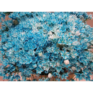 Allium Flocon G L Blauw