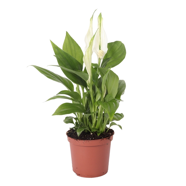 <h4>Spathiphyllum Pearl Cupido 7cm, zonder hoes</h4>