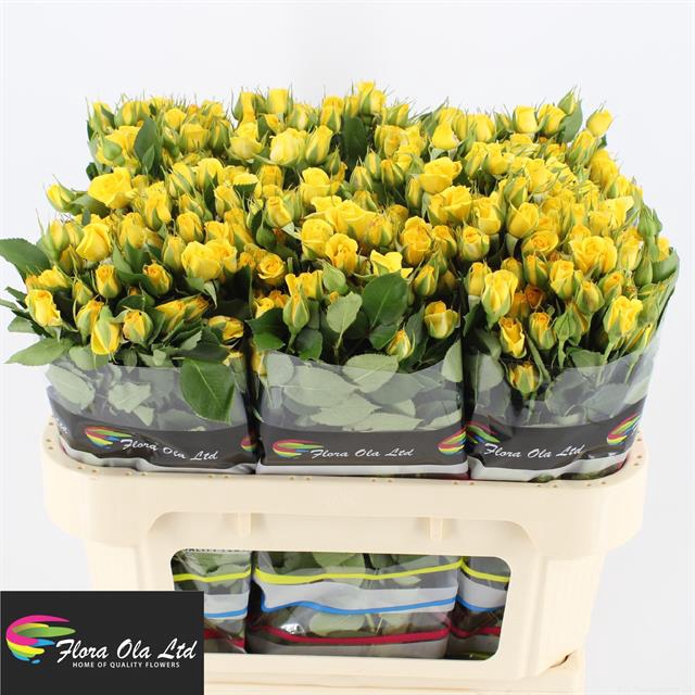 <h4>Rosa sp yellow babe</h4>