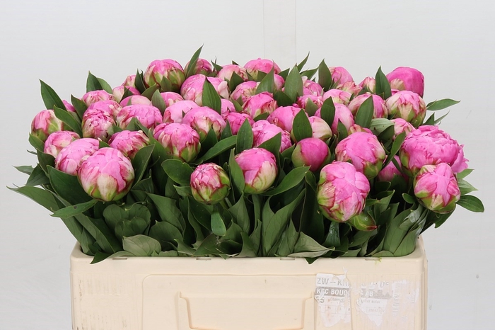 <h4>Paeonia Dr A Fleming</h4>
