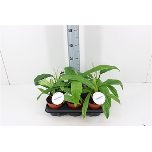 Philodendron Campii P12