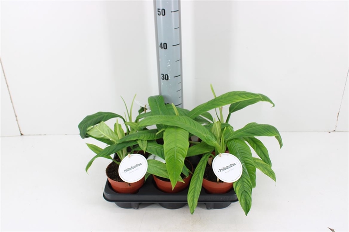 <h4>Philodendron Campii P12</h4>