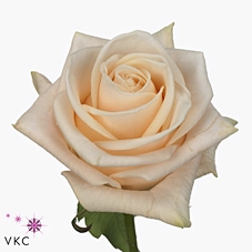 <h4>Rosa la wedding rose</h4>