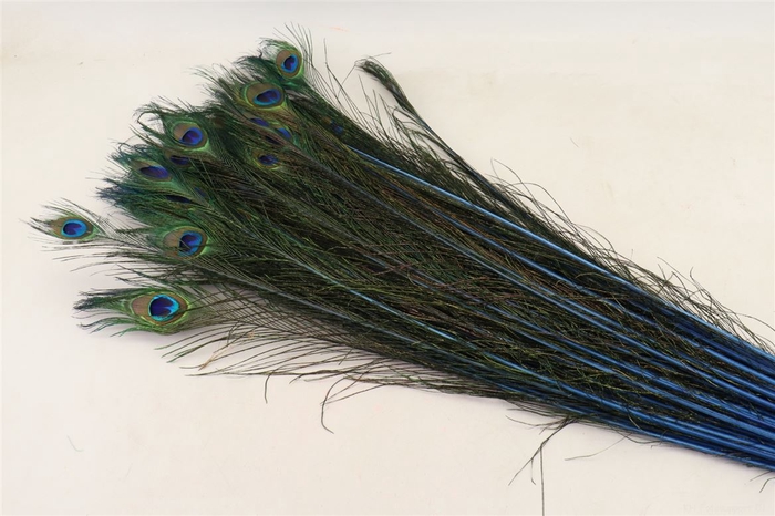 Feather Peacock L90
