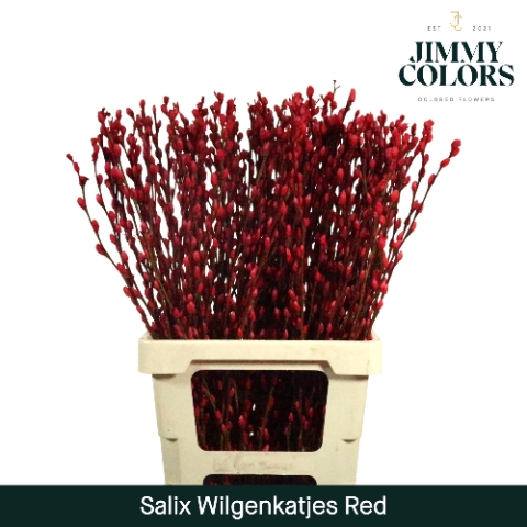 <h4>Salix paint pussy willow red</h4>