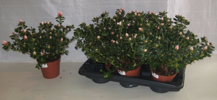 <h4>Rhododendron (Sim. Mevr Gerard Kint</h4>