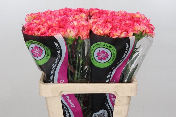 <h4>Dianthus St Indiana</h4>