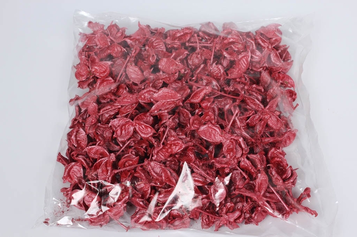 Cotton pods 250gr in poly red pearl