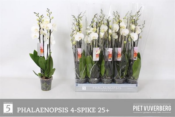<h4>Phalaenopsis White (4-Spike)</h4>