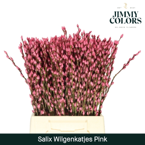 Salix paint pussy willow pink