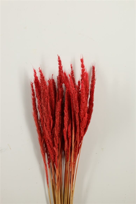 <h4>Dried Pinion Grass Red Bunch</h4>