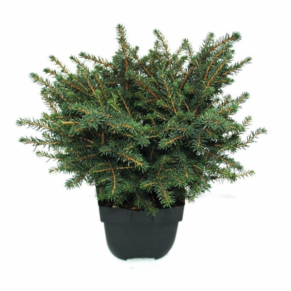 <h4>Picea omorika 'Karel' P17</h4>
