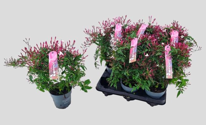 <h4>Jasminum polyanthum (roze)</h4>