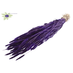 Polypogon per bunch purple