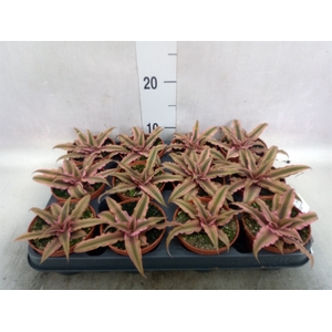 Cryptanthus bivittatus 'Pink Starl'