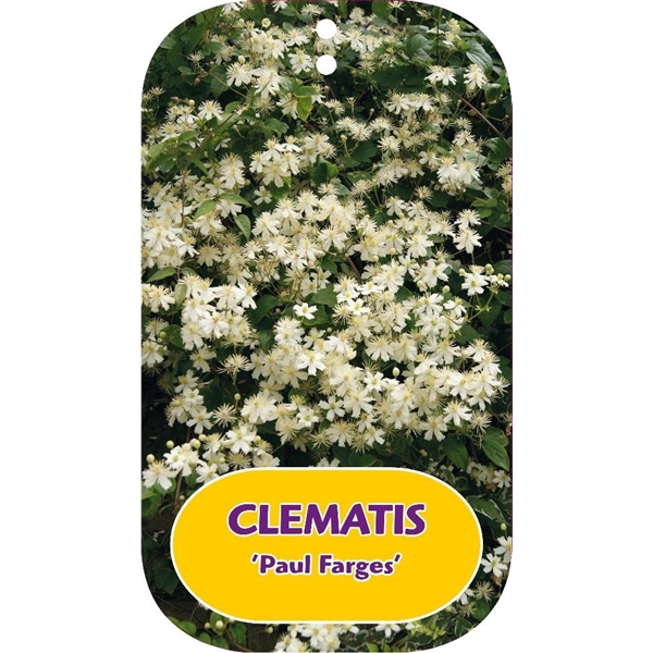 <h4>Clematis 'Paul Farges' (Summersnow)</h4>