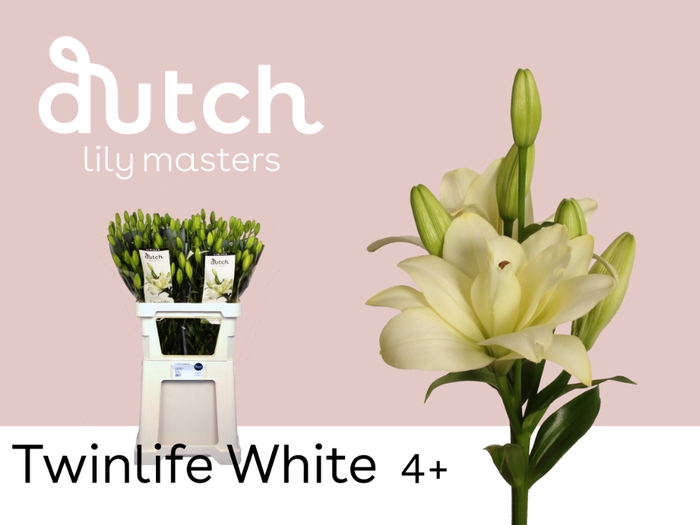 <h4>Lilium la twinlife white</h4>