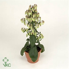 KALANCHOE  MAGIC BELL  IN POTCOVER