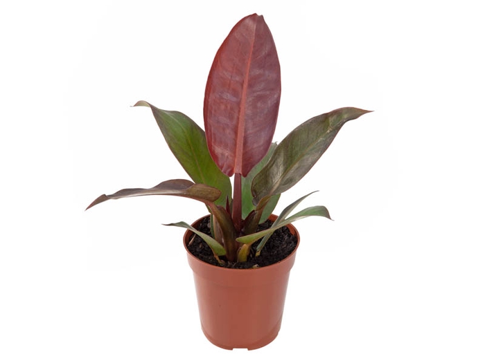 <h4>PHILODENDRON IMPERIAL RED P12</h4>
