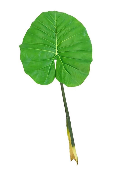 <h4>Caladium gigantium leaf green</h4>