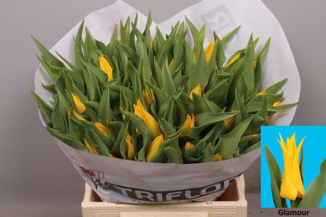 <h4>Tulipa (Cor. overig</h4>