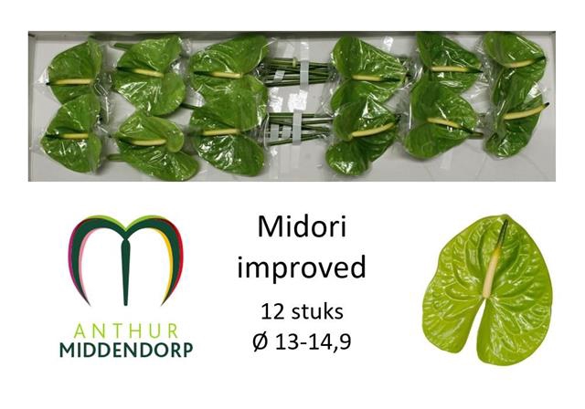 <h4>Anthurium midori improved</h4>