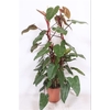 Philodendron Red Wing P27 H150